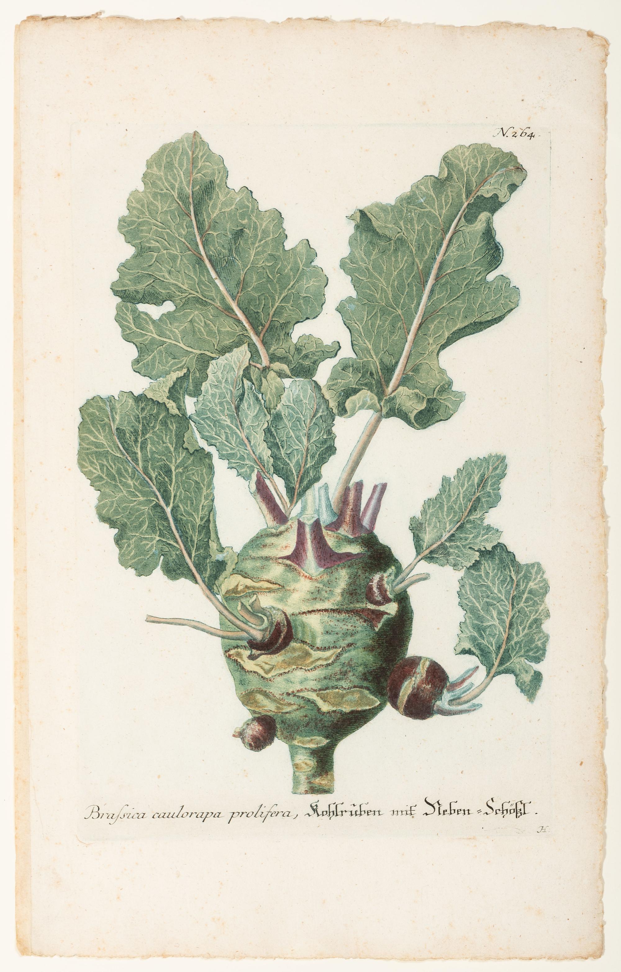 Nine Vegetable Aquatints