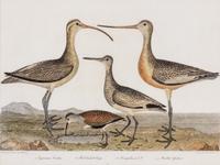 WILSON, ALEXANDER. Group of two hand-colored engraving prints from American Ornithology. Philadelphia, 1808-1814.