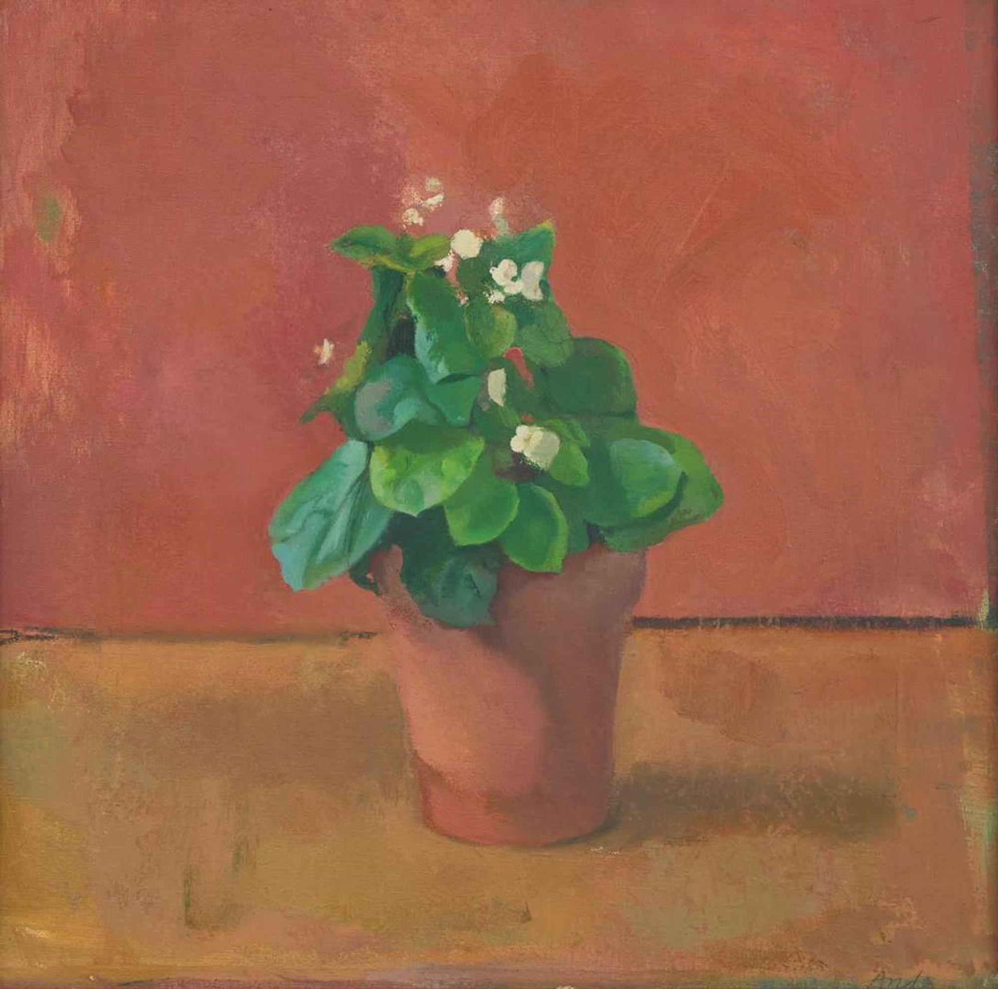 Lennart Anderson (American, 1928-2015) - White Begonia