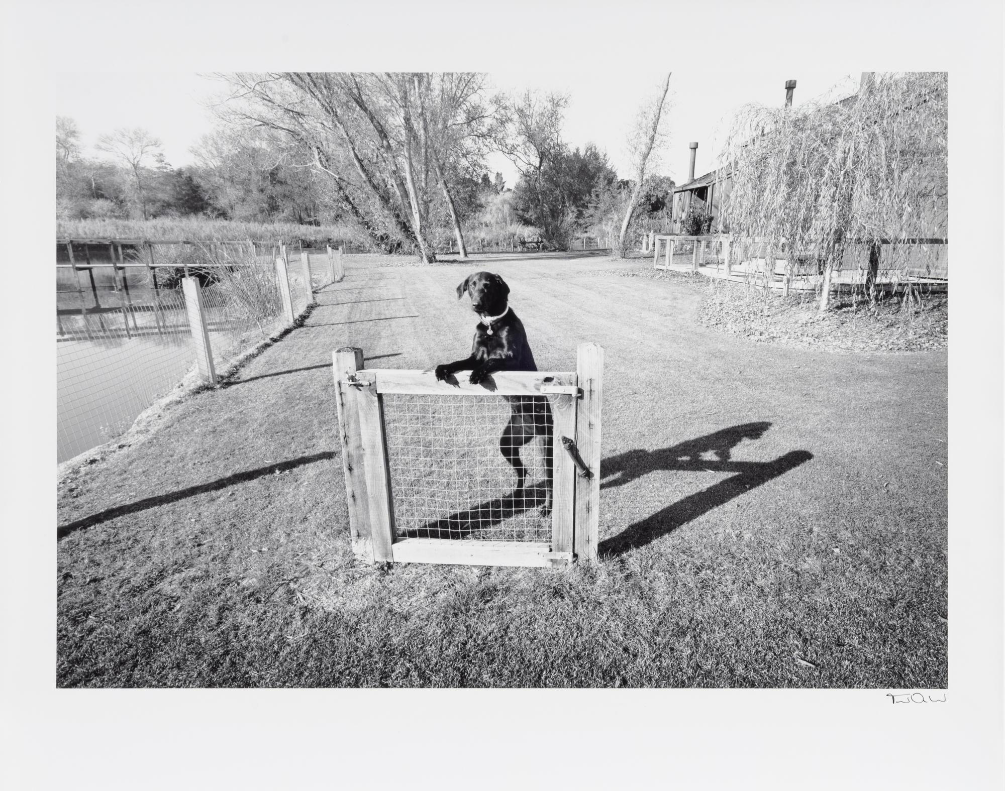 Gate and Guard Dog (from Scenes of Wonder & Curiosity ), 1975