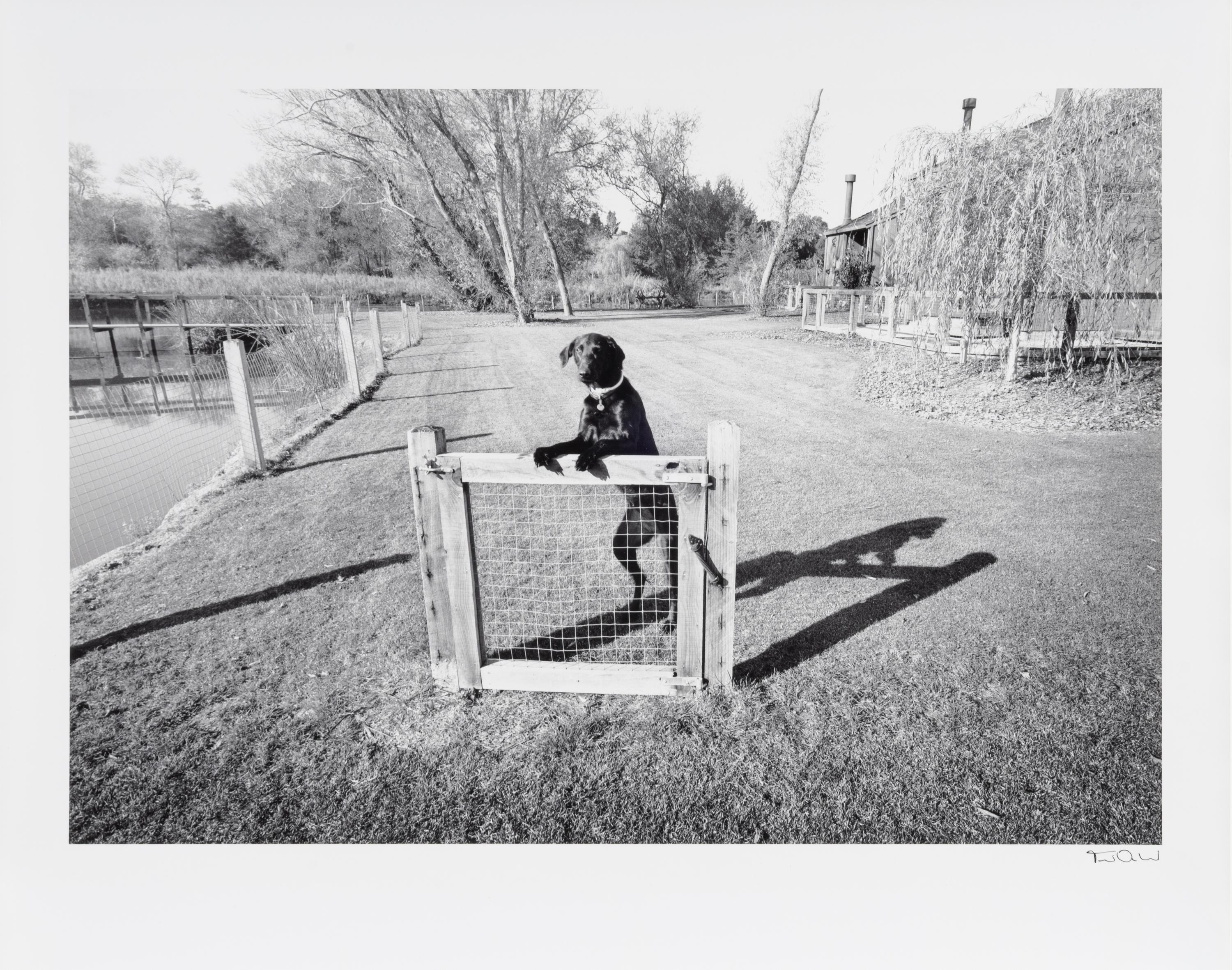 Gate and Guard Dog (from Scenes of Wonder & Curiosity ), 1975
