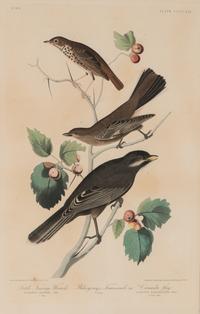 AUDUBON, John James (1785-1851). Tawny Little Thrush. Ptiliogony's Townsendi. Canada Joy (Plate CCCCXIX, No. 84) Turdus minor . Corvus canadensis