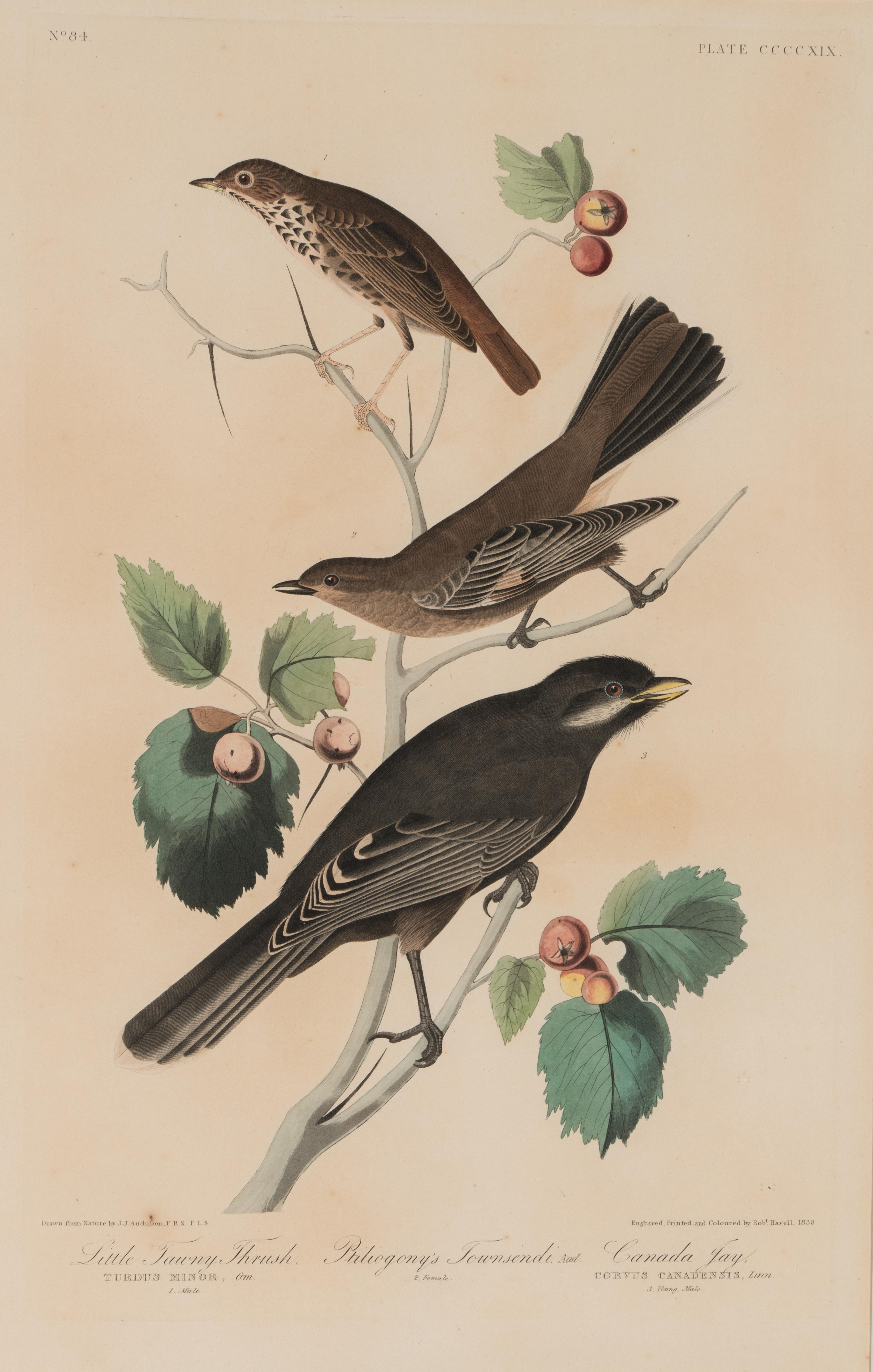 AUDUBON, John James (1785-1851). Tawny Little Thrush. Ptiliogony's Townsendi. Canada Joy (Plate CCCCXIX, No. 84) Turdus minor . Corvus canadensis