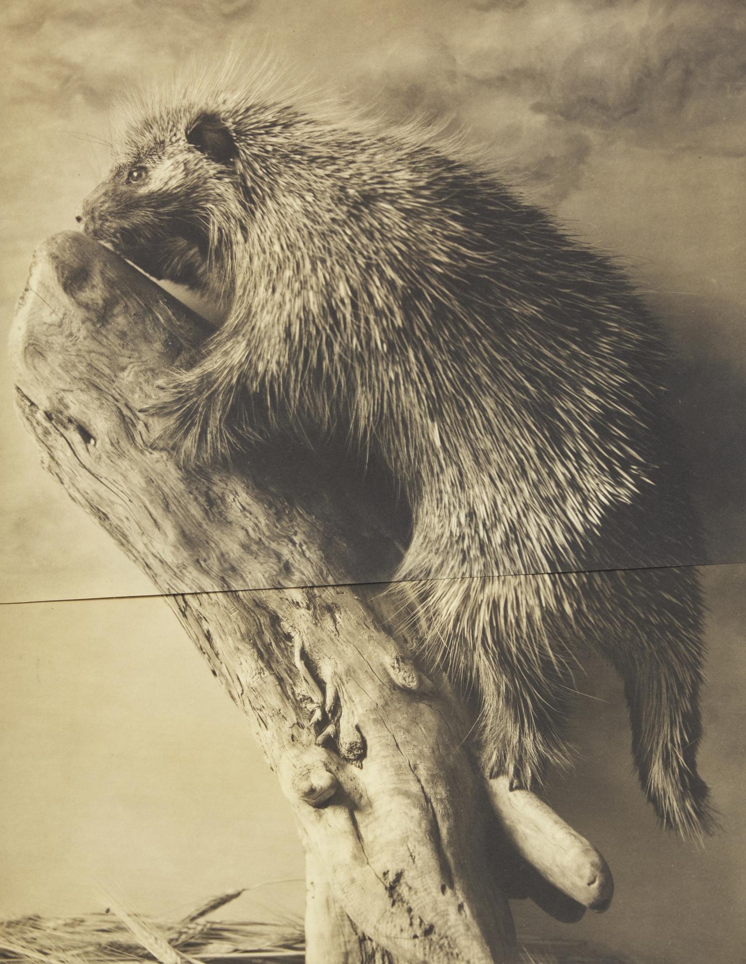Hystrix Cristata, The 9th Instance of April 1890, 1991