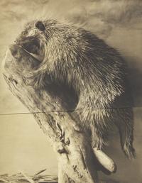 Hystrix Cristata, The 9th Instance of April 1890, 1991