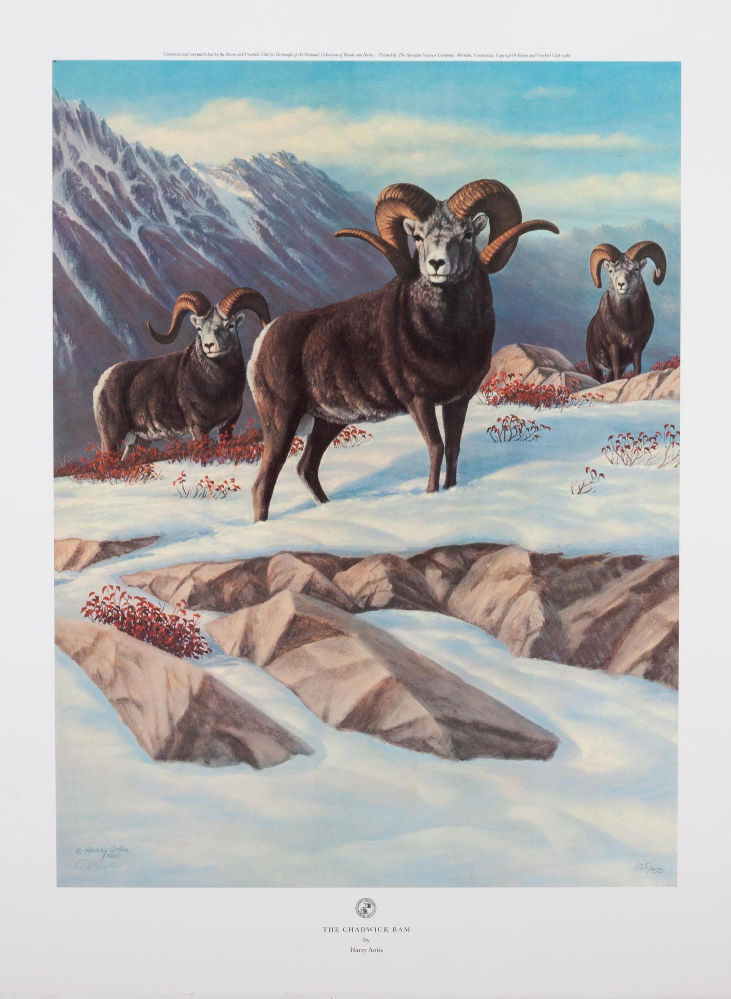 The Chadwick Ram