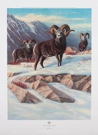 The Chadwick Ram