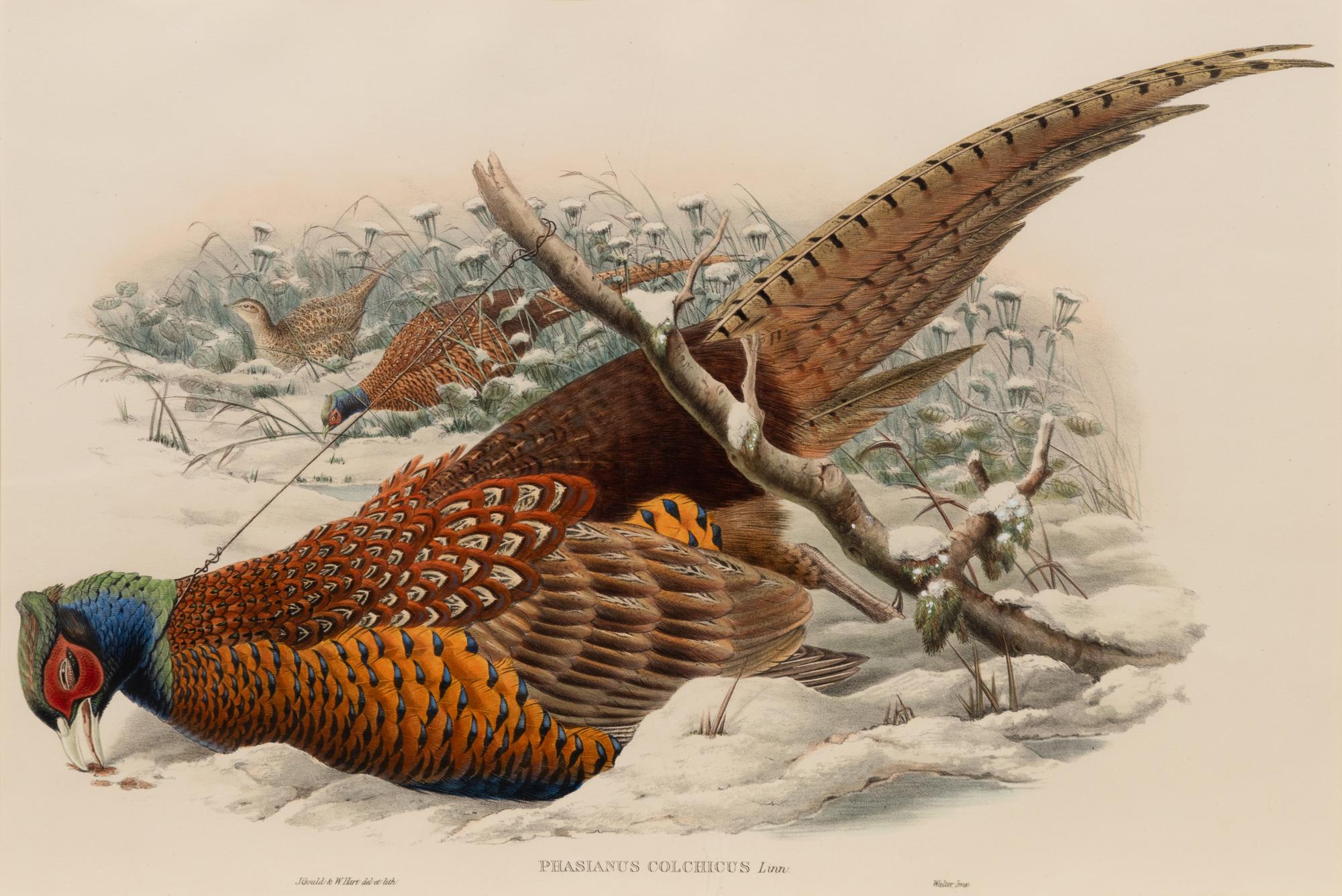 John Gould and William Hart (British, 19th Century)