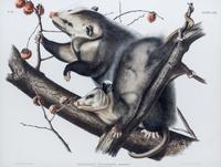 (AUDUBON, JOHN JAMES, after) BOWEN, J.T. Didelphis Virginiana, Pennant, Virginia Opossum, plate LXVI, no. 14.