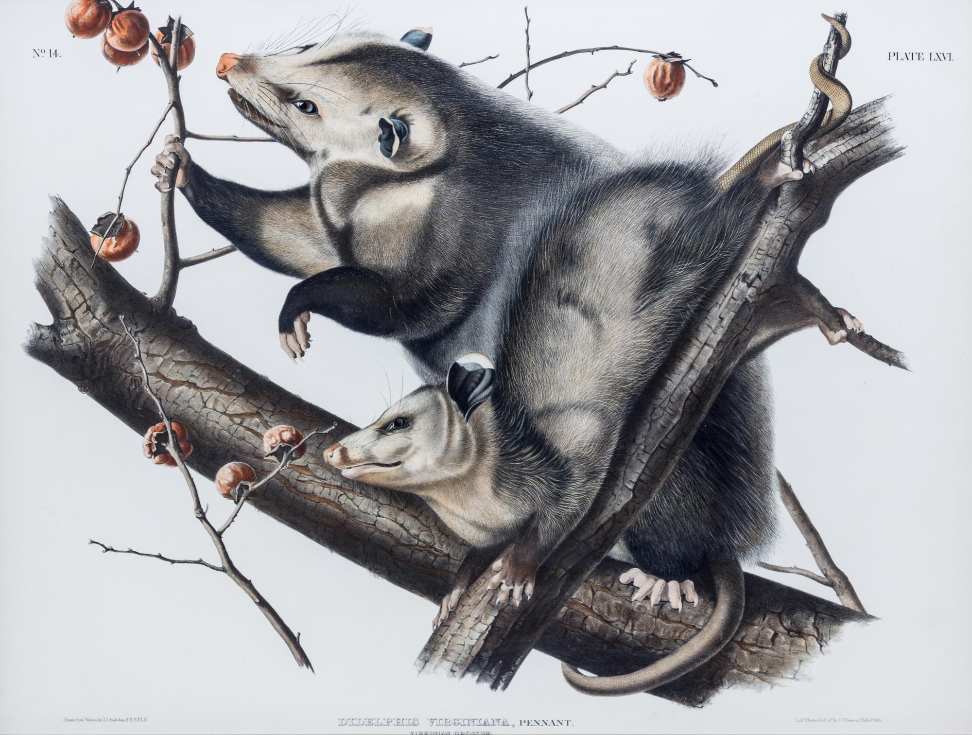 (AUDUBON, JOHN JAMES, after) BOWEN, J.T. Didelphis Virginiana, Pennant, Virginia Opossum, plate LXVI, no. 14.