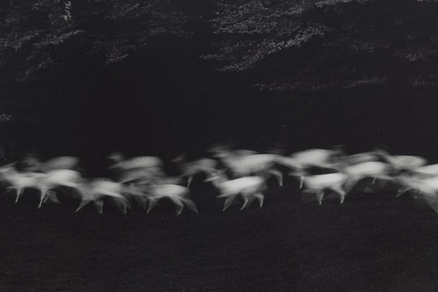 Paul Caponigro (born 1932) Running White Deer, County Wicklow, Ireland, 1967
