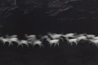 Paul Caponigro (born 1932) Running White Deer, County Wicklow, Ireland, 1967