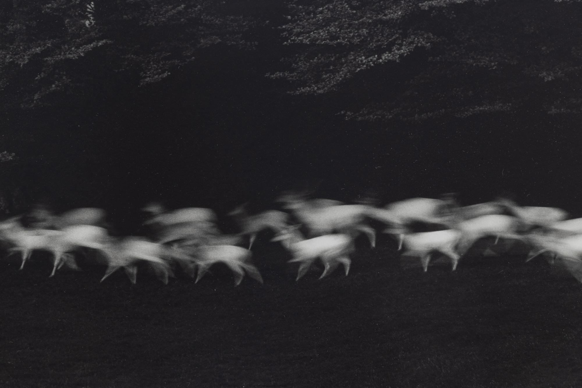 Paul Caponigro (born 1932) Running White Deer, County Wicklow, Ireland, 1967
