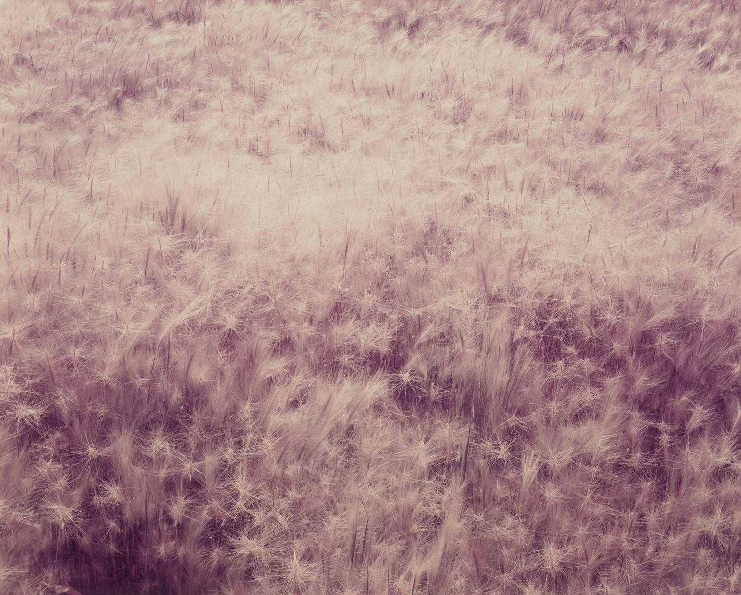 Summer Grass, Mono Lake