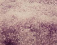 Summer Grass, Mono Lake