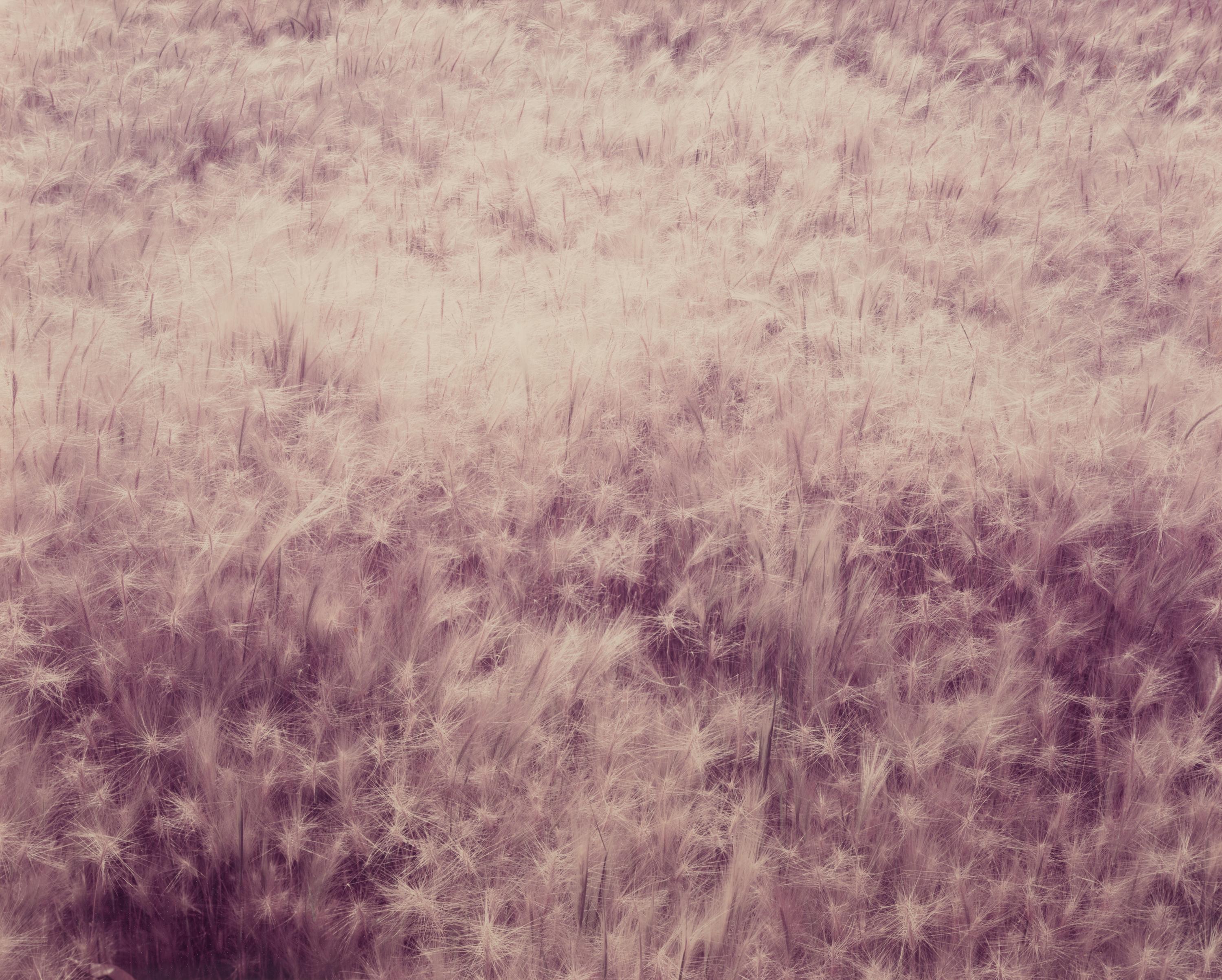 Summer Grass, Mono Lake