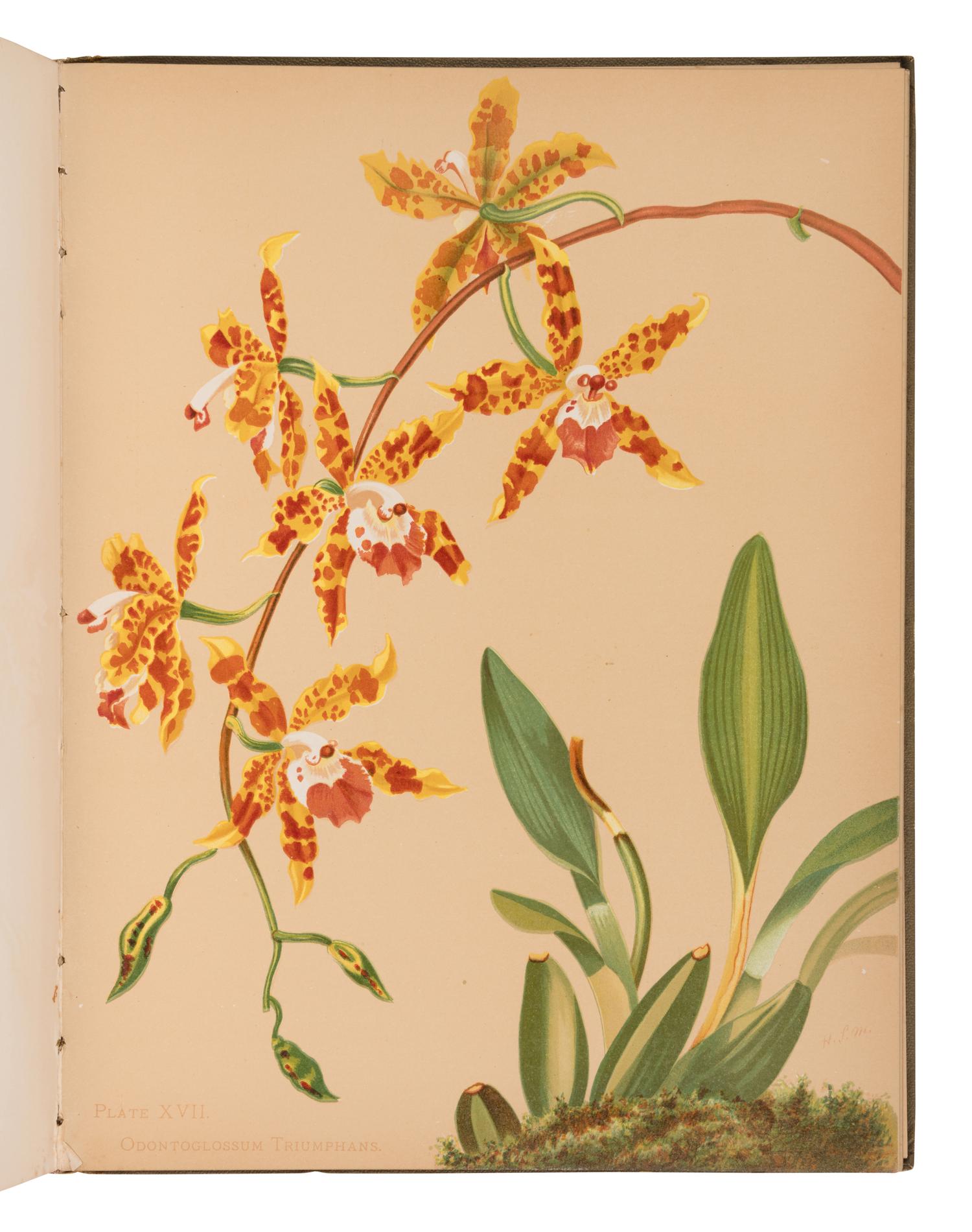 [NATURAL HISTORY]. MINER, Harriet Stewart (1840-1895). Orchids: the Royal Family of Plants . Boston: Lee and Shepard, 1885.
