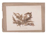 [SPECIMEN ALBUM - ALGAE]. HUSSON, Anne Henry (1814-1855). Algae from the Red Sea. Collected ca 1844-1845.