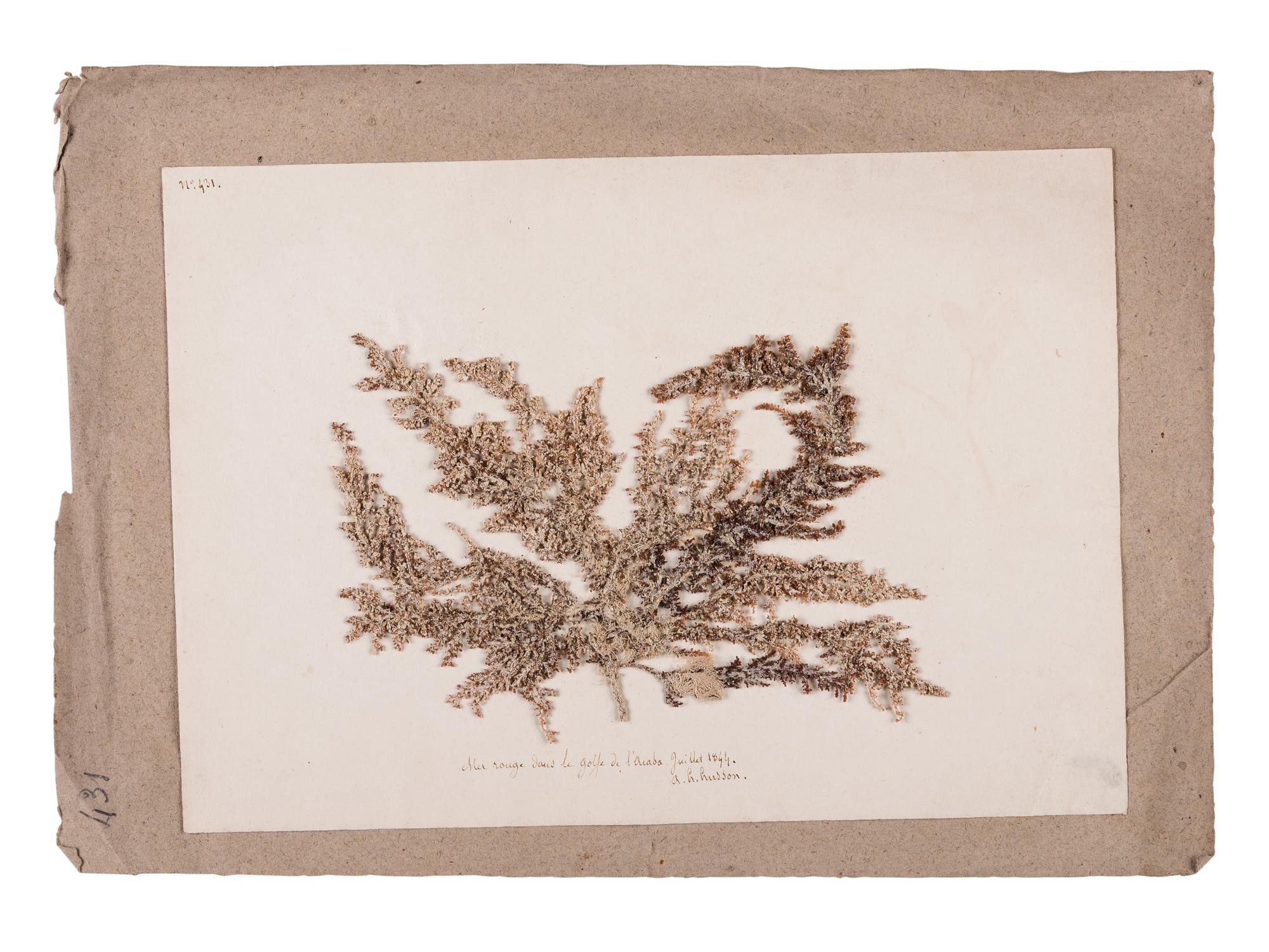 [SPECIMEN ALBUM - ALGAE]. HUSSON, Anne Henry (1814-1855). Algae from the Red Sea. Collected ca 1844-1845.