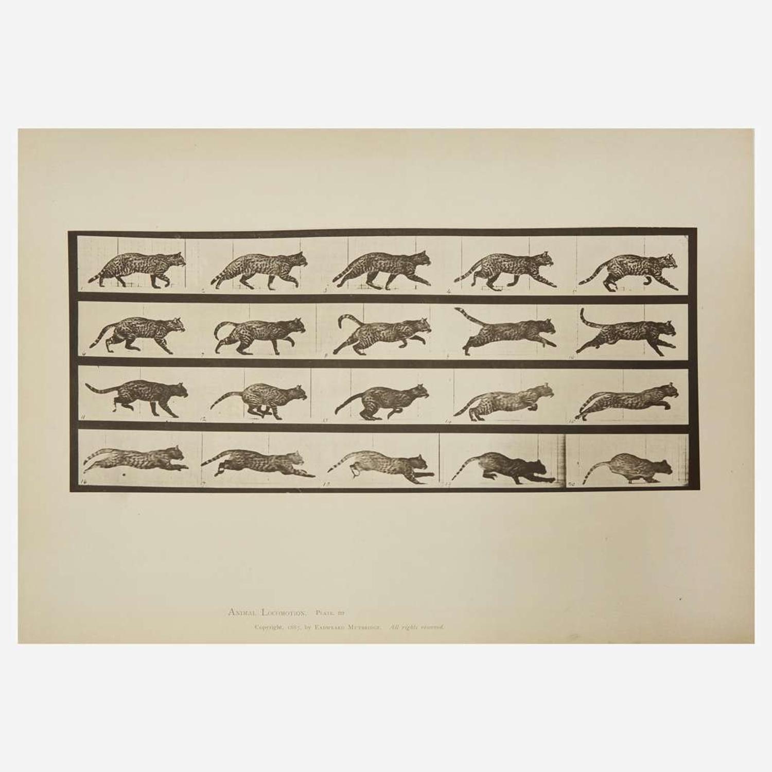 [Photography] Muybridge, Eadweard Collection of 111 Plates from "Animal Locomotion. An Electro-Photographic Investigation of Consecutive Phases of Animal Movements. 1872-1885"