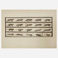 [Photography] Muybridge, Eadweard Collection of 111 Plates from "Animal Locomotion. An Electro-Photographic Investigation of Consecutive Phases of Animal Movements. 1872-1885"
