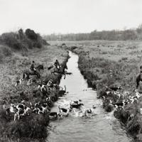 Two Works of Art depicting American Foxhounds Larger: 16 x 13 1/2 inches.
