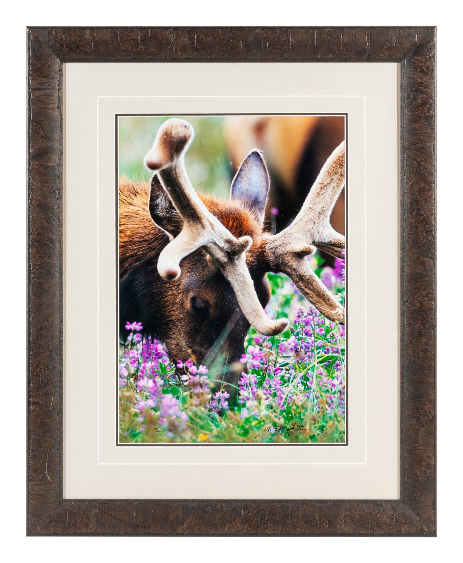 Velvet and Lupine , edition 788/1500