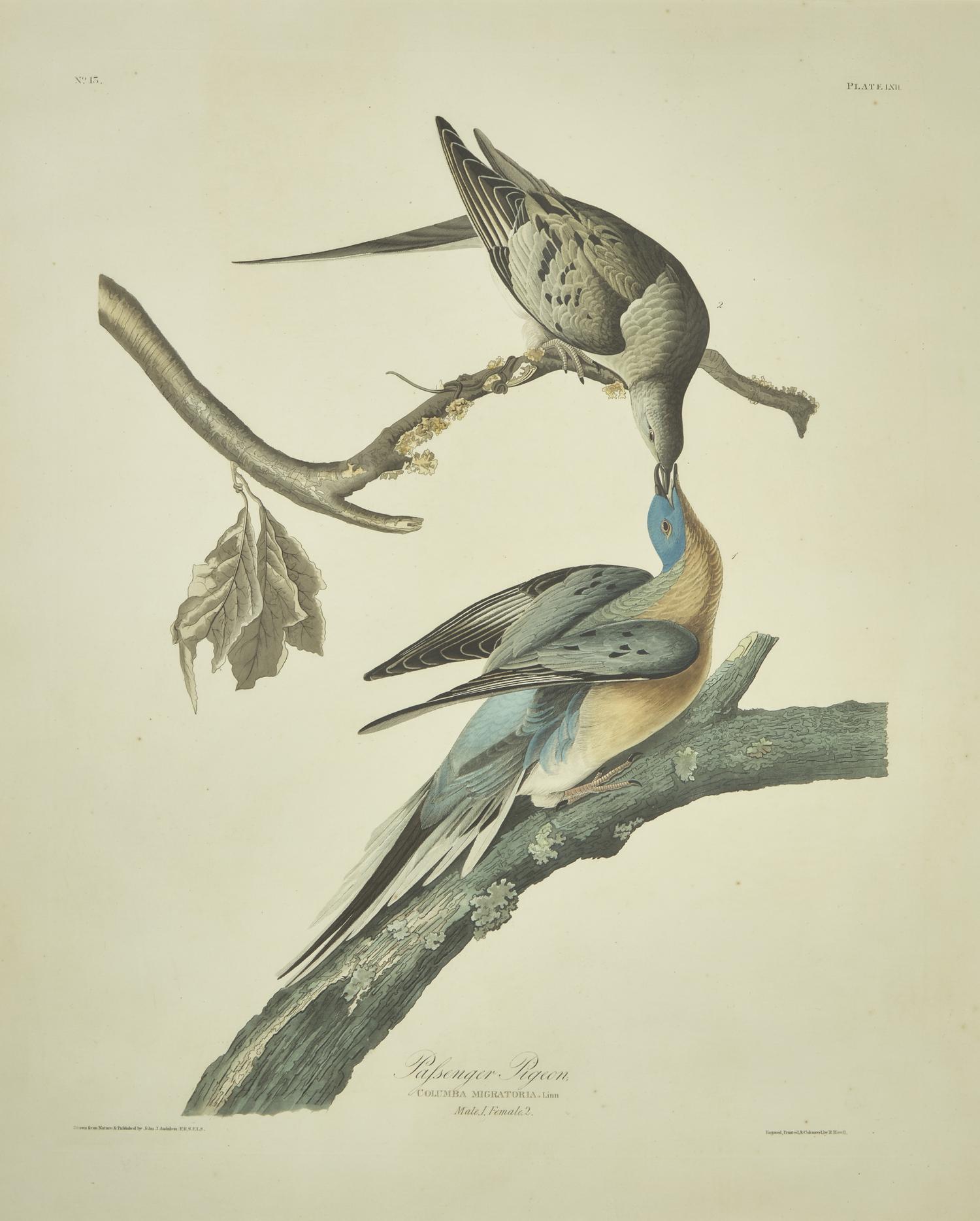 [Prints] Audubon, John J. Passenger Pigeon