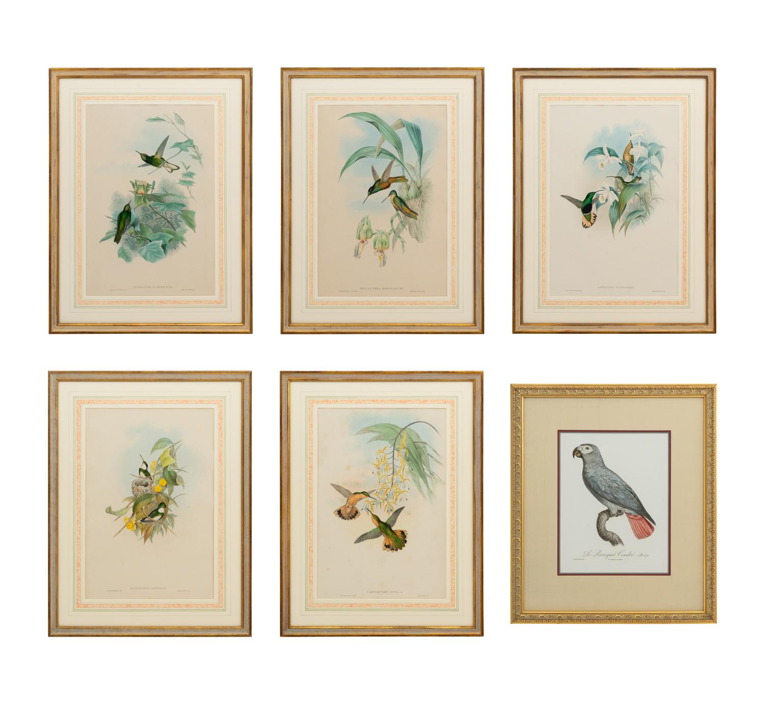A Set of Five John Gould Naturalist Prints and an Associated Parrot Print
