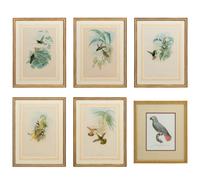 A Set of Five John Gould Naturalist Prints and an Associated Parrot Print