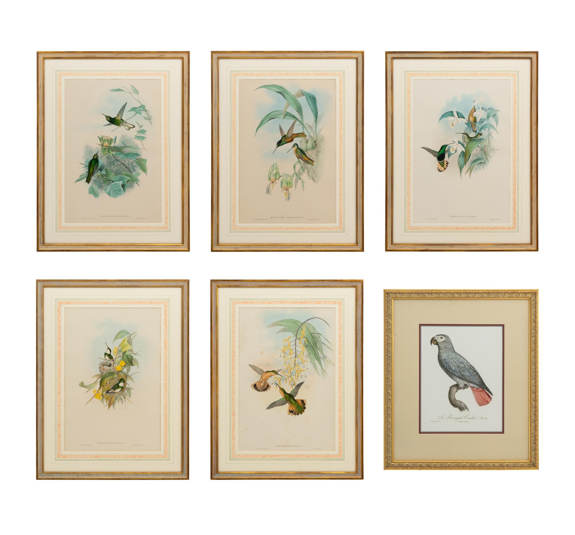 A Set of Five John Gould Naturalist Prints and an Associated Parrot Print