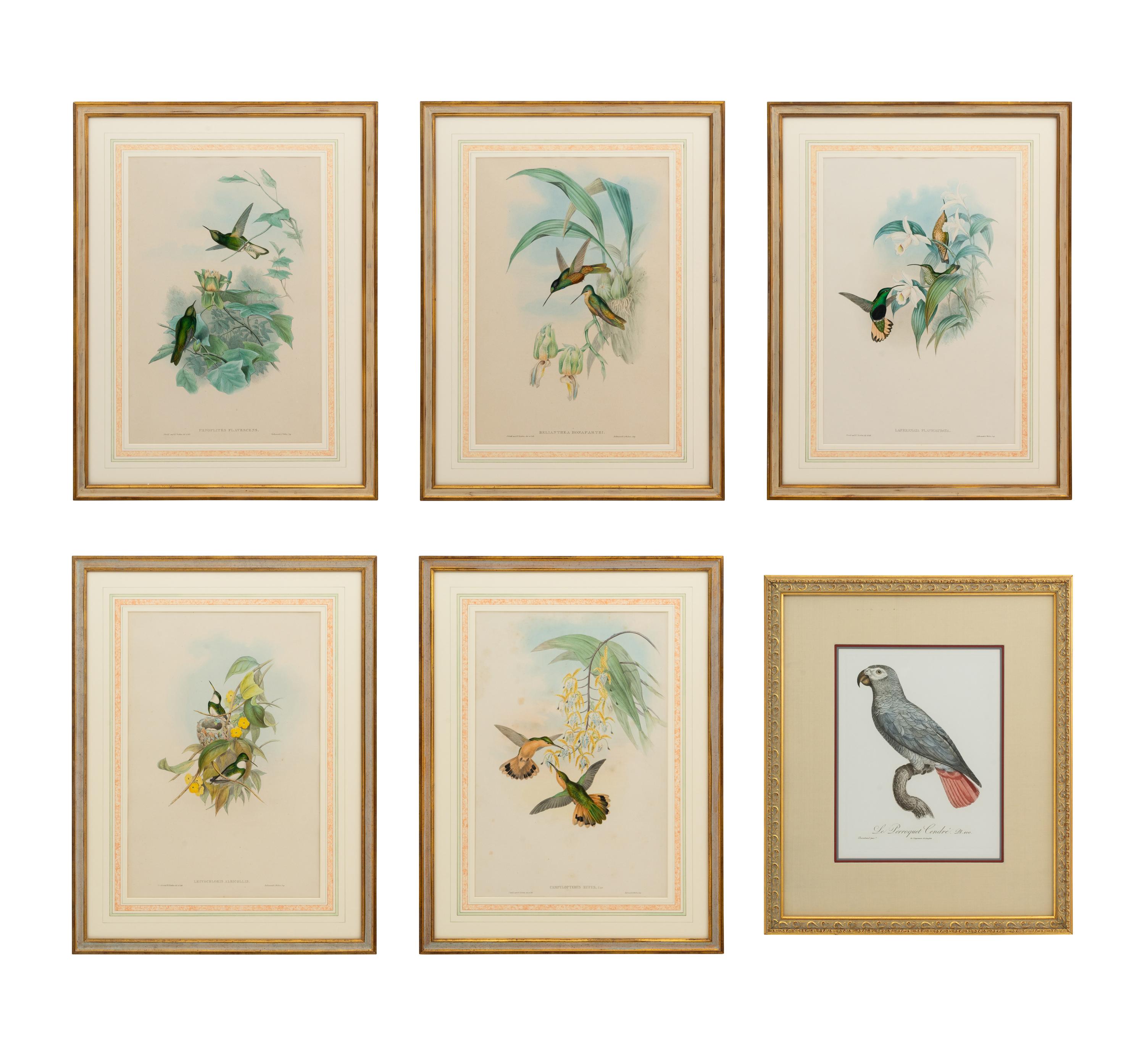 A Set of Five John Gould Naturalist Prints and an Associated Parrot Print