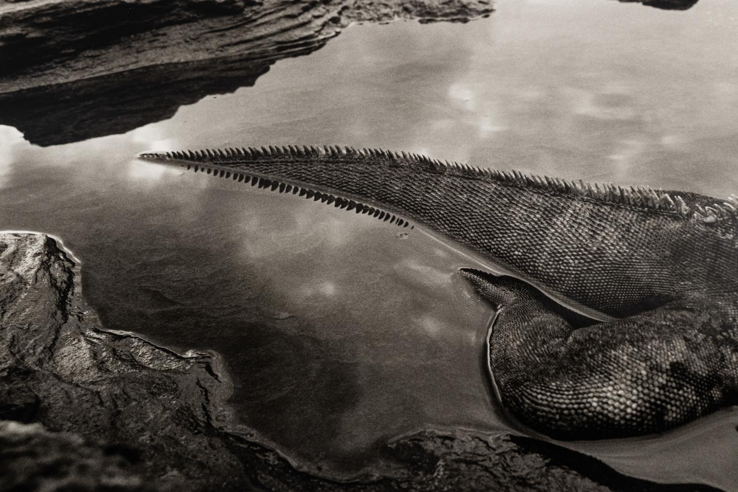 Sebastião Salgado (born 1944) Marine Iguana (Amblyrhynchus cristatus), Rábida Island, the Galápagos [tail], 2004, from "Genesis"