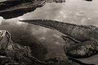 Sebastião Salgado (born 1944) Marine Iguana (Amblyrhynchus cristatus), Rábida Island, the Galápagos [tail], 2004, from "Genesis"