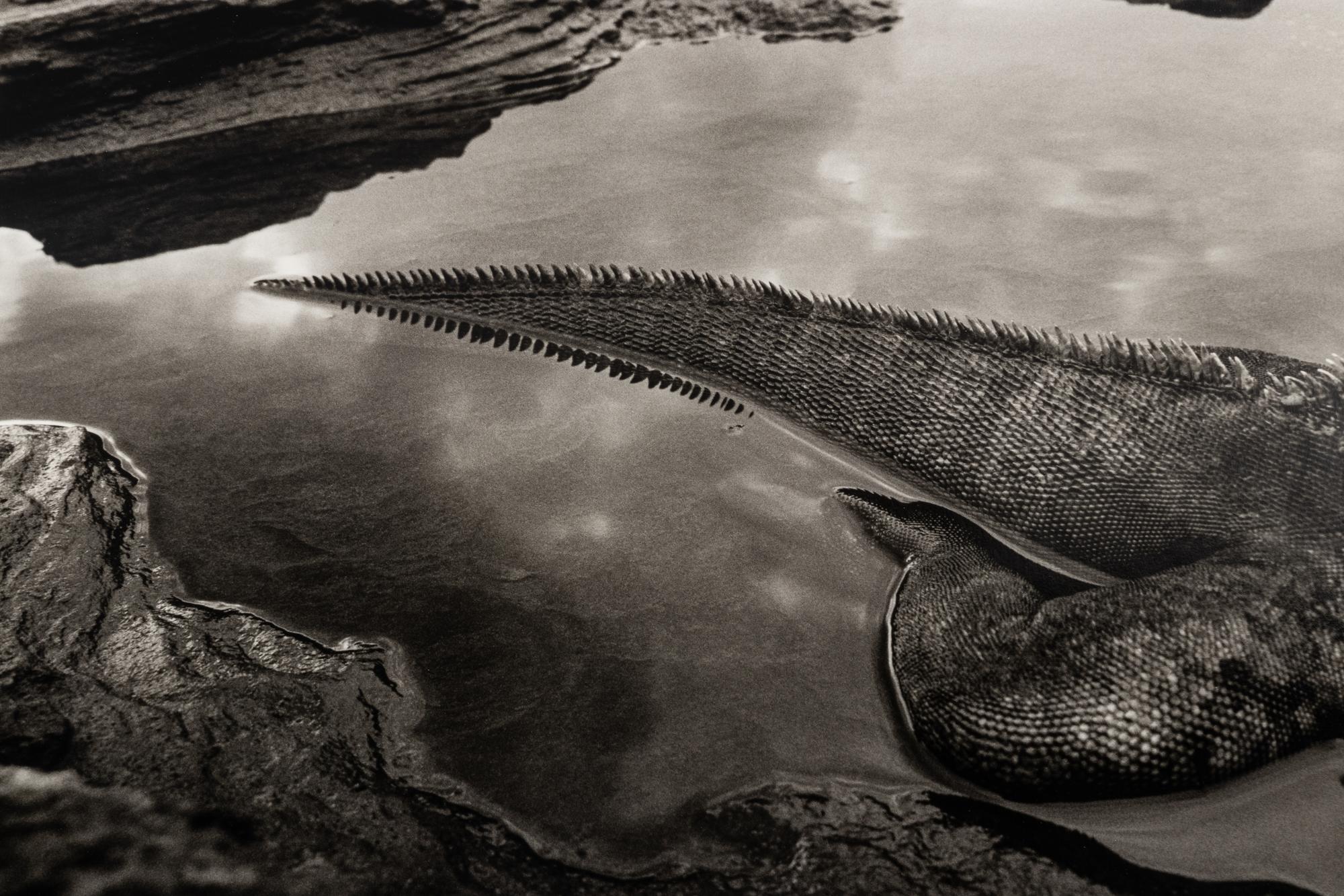 Sebastião Salgado (born 1944) Marine Iguana (Amblyrhynchus cristatus), Rábida Island, the Galápagos [tail], 2004, from "Genesis"