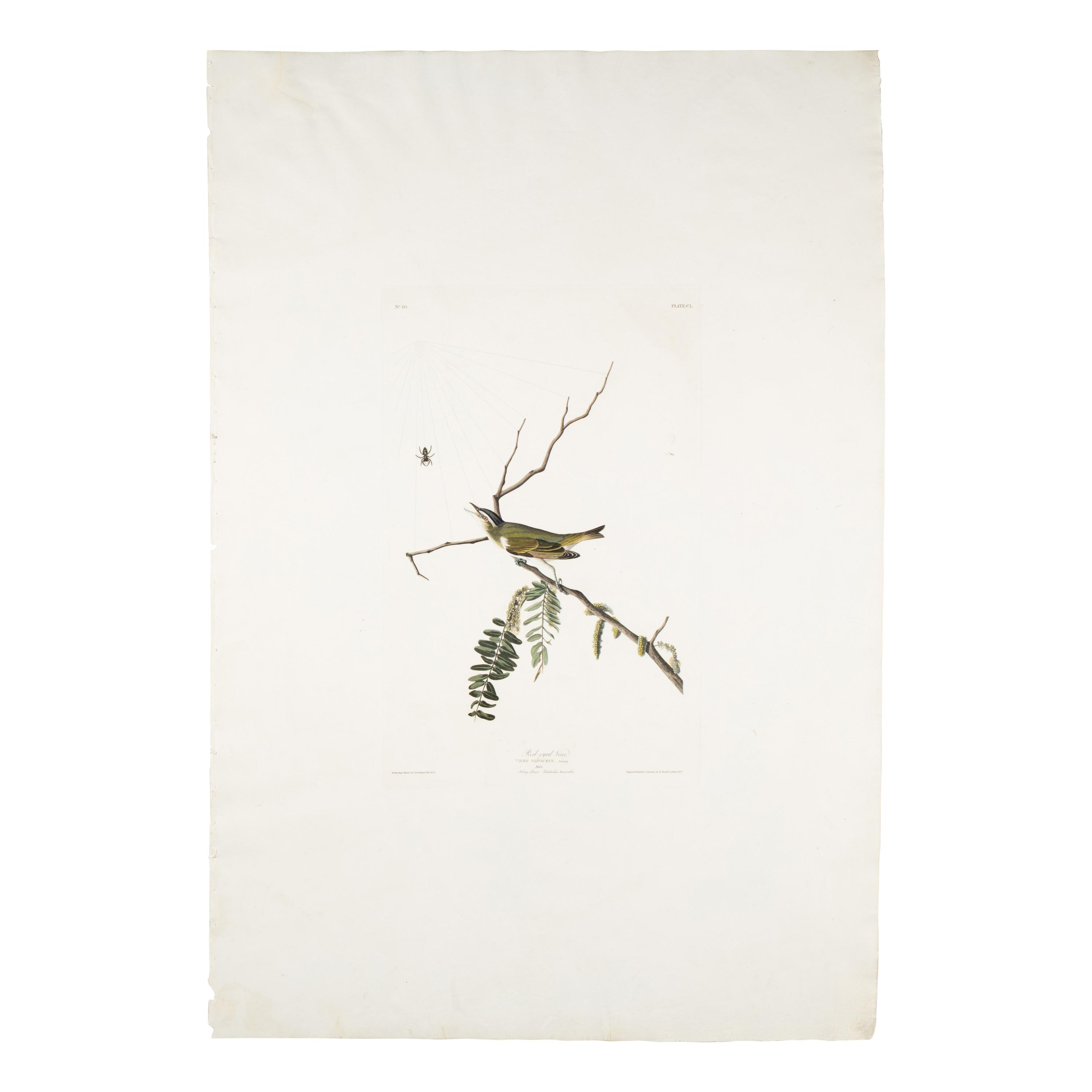 Audubon, John James (1785-1851) Red Eyed Vireo (Plate CL) Vireo Olivaceus