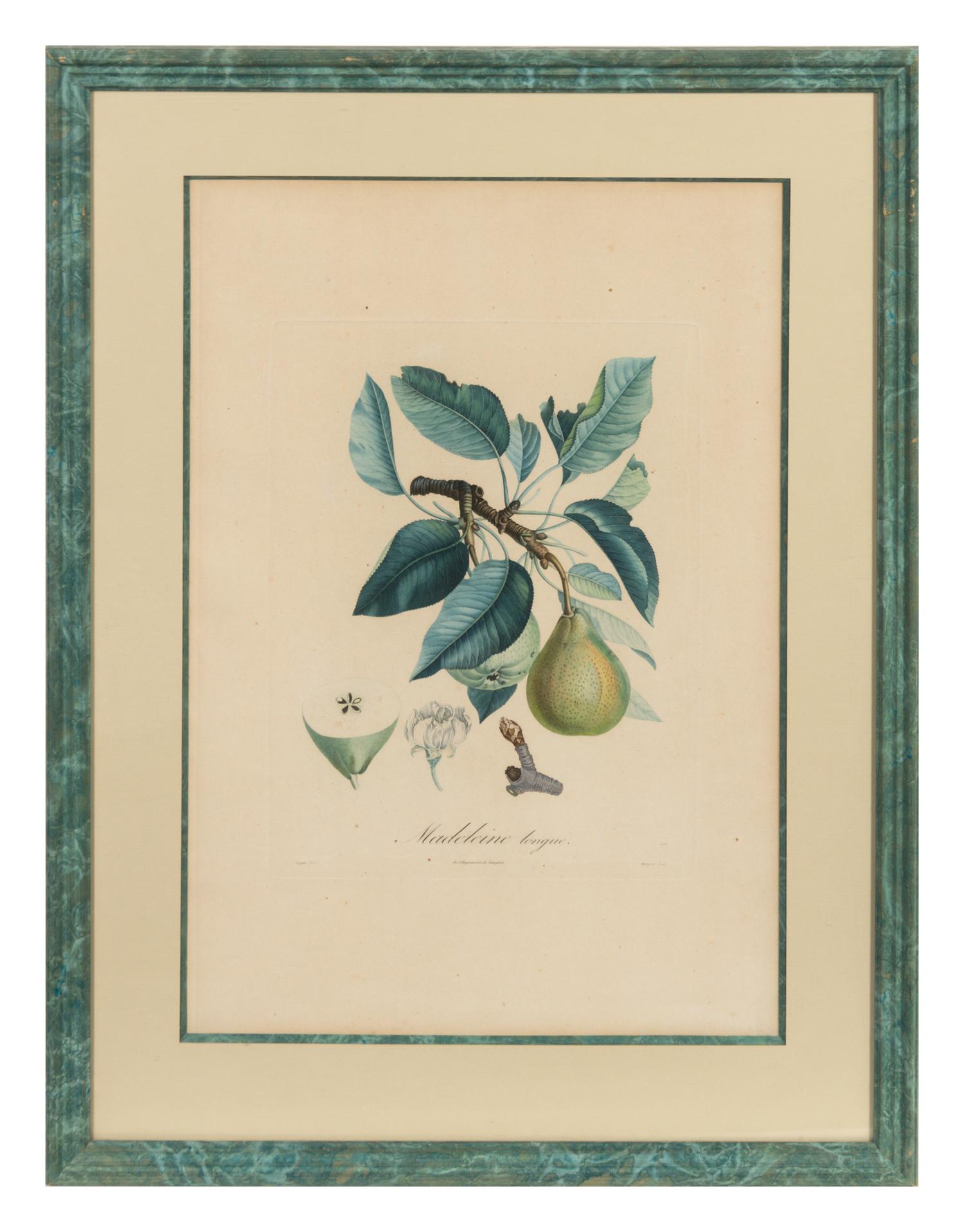 A Set of Six Botanical Prints 19 x 12 1/2 inches. — 19TH CENTURY