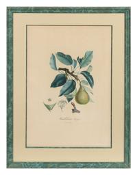 A Set of Six Botanical Prints 19 x 12 1/2 inches. — 19TH CENTURY