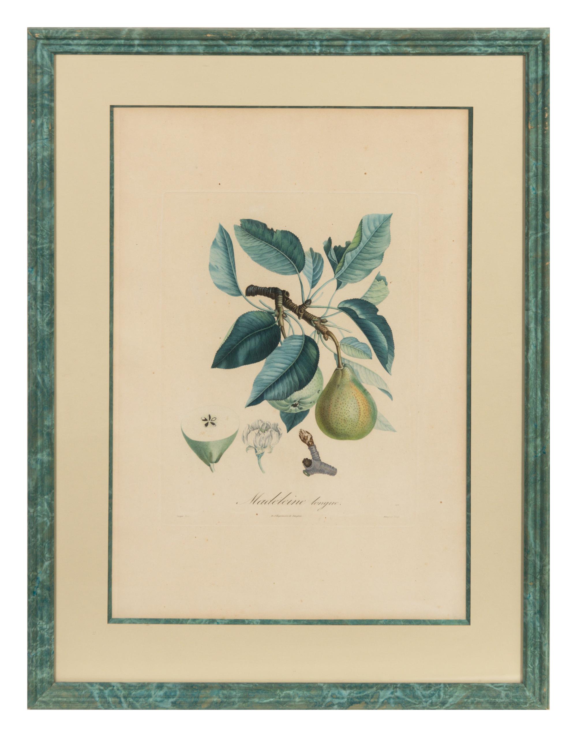 A Set of Six Botanical Prints 19 x 12 1/2 inches. — 19TH CENTURY
