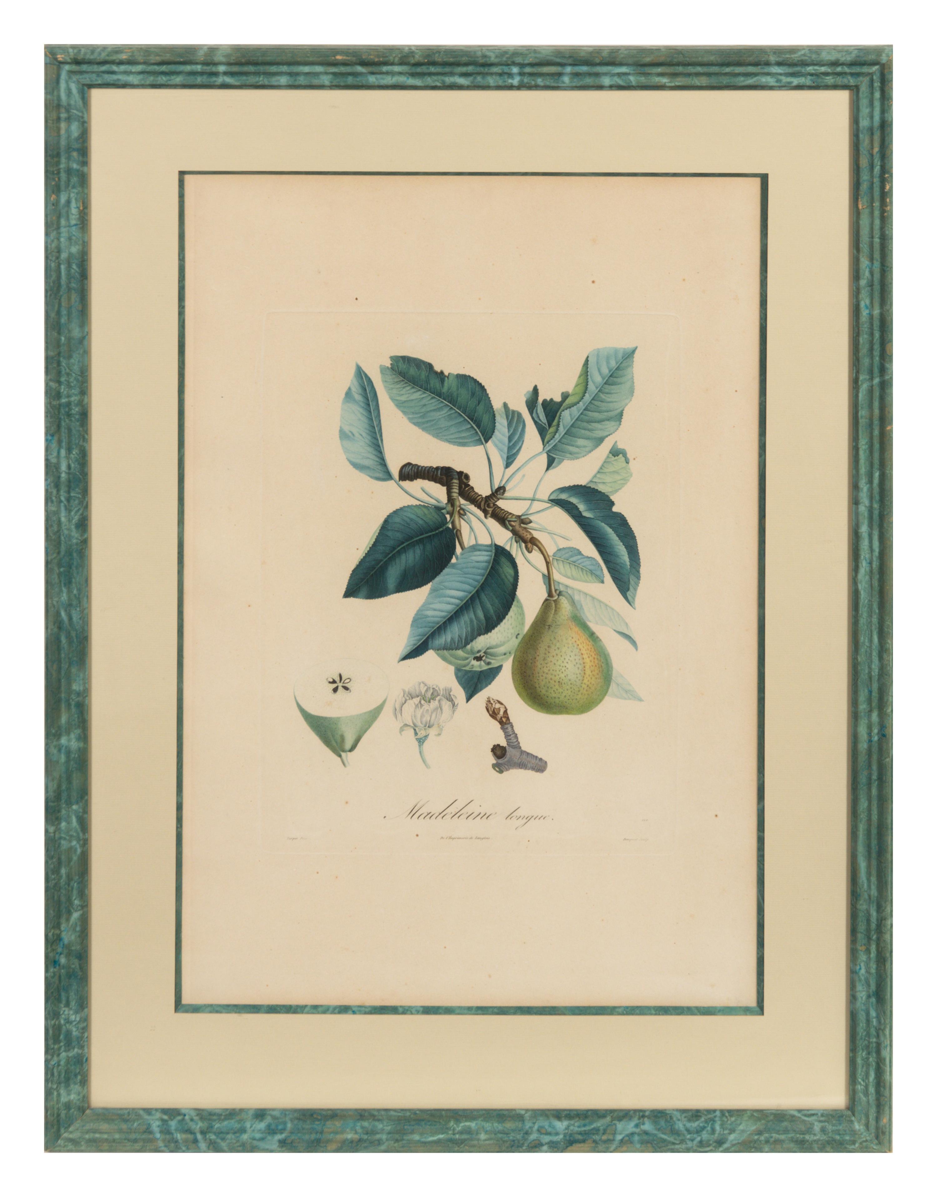 A Set of Six Botanical Prints 19 x 12 1/2 inches. — 19TH CENTURY