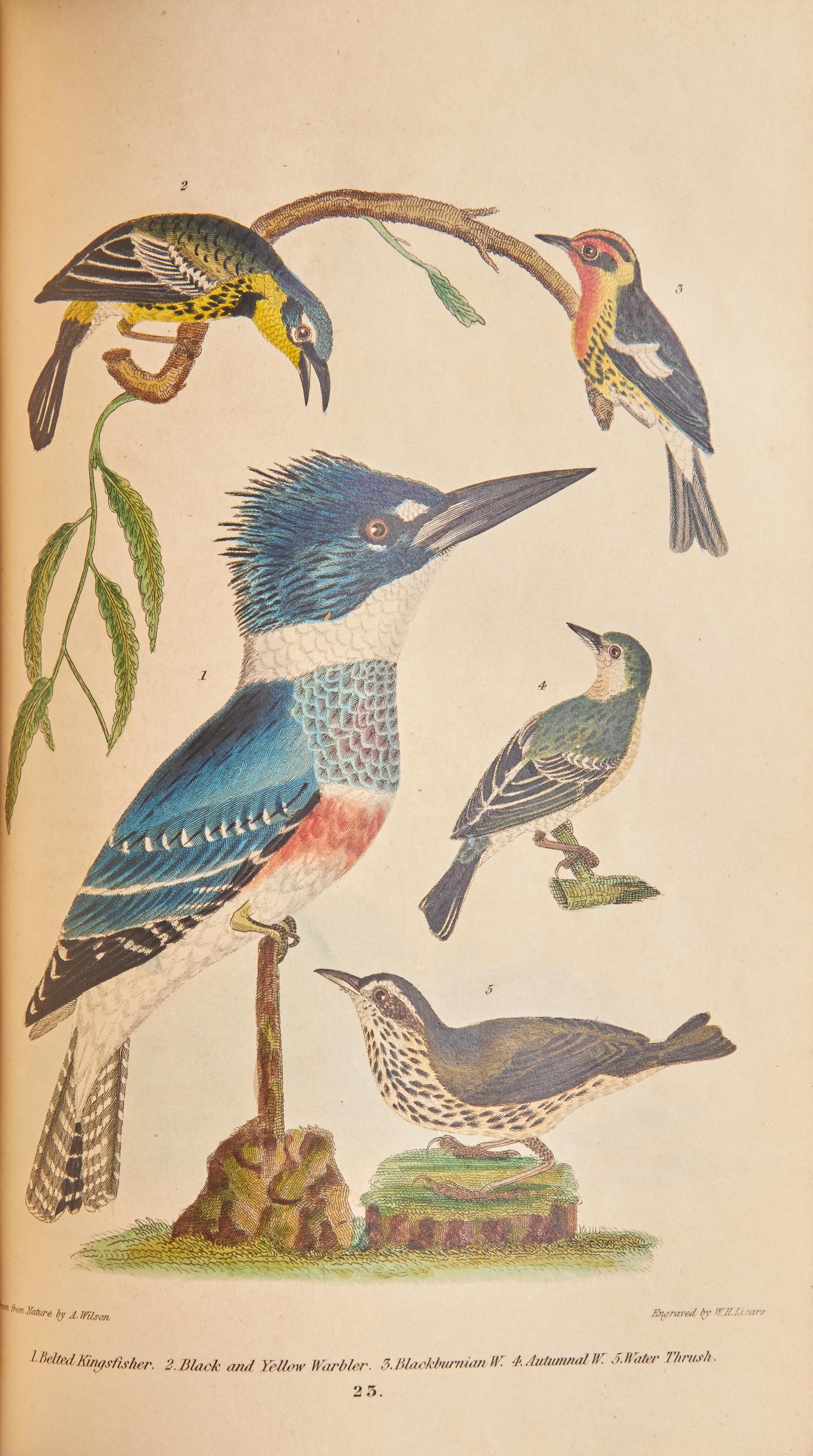 [Natural History] Wilson, Alexander, and Charles Lucian Bonaparte, and Sir William Jardine. American Ornithology; or, The Natural History of the Birds of the United States