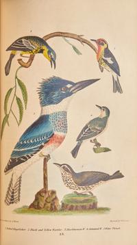 [Natural History] Wilson, Alexander, and Charles Lucian Bonaparte, and Sir William Jardine. American Ornithology; or, The Natural History of the Birds of the United States