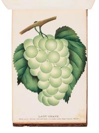 [SALESMAN'S CATALOGUE]. DEWEY, D.M. The Nurserymen's Pocket Specimen Book, Colored from Nature, Fruits, Flowers, Ornamental Trees, Shrubs, Roses, &c. A specimen book for John Dixon, Dixon Nurseries, Geneva, NY. Rochester, NY: Keeler & Winfield, 1876.