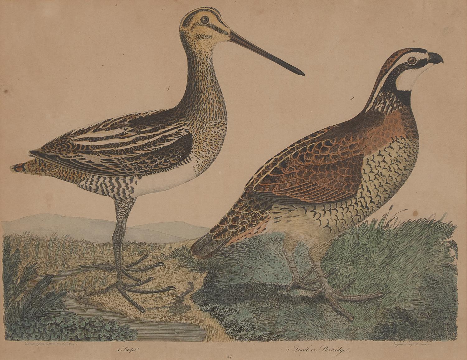 Alexander Lawson (1773-1846) and John G. Warnicke (died 1818), After Alexander Wilson (1766-1813), A Set of Sixteen Hand-Colored Engravings of Various Birds