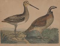 Alexander Lawson (1773-1846) and John G. Warnicke (died 1818), After Alexander Wilson (1766-1813), A Set of Sixteen Hand-Colored Engravings of Various Birds