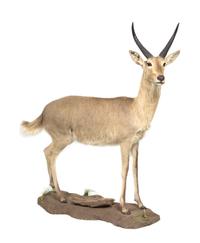 A Full Body Reedbuck Mount