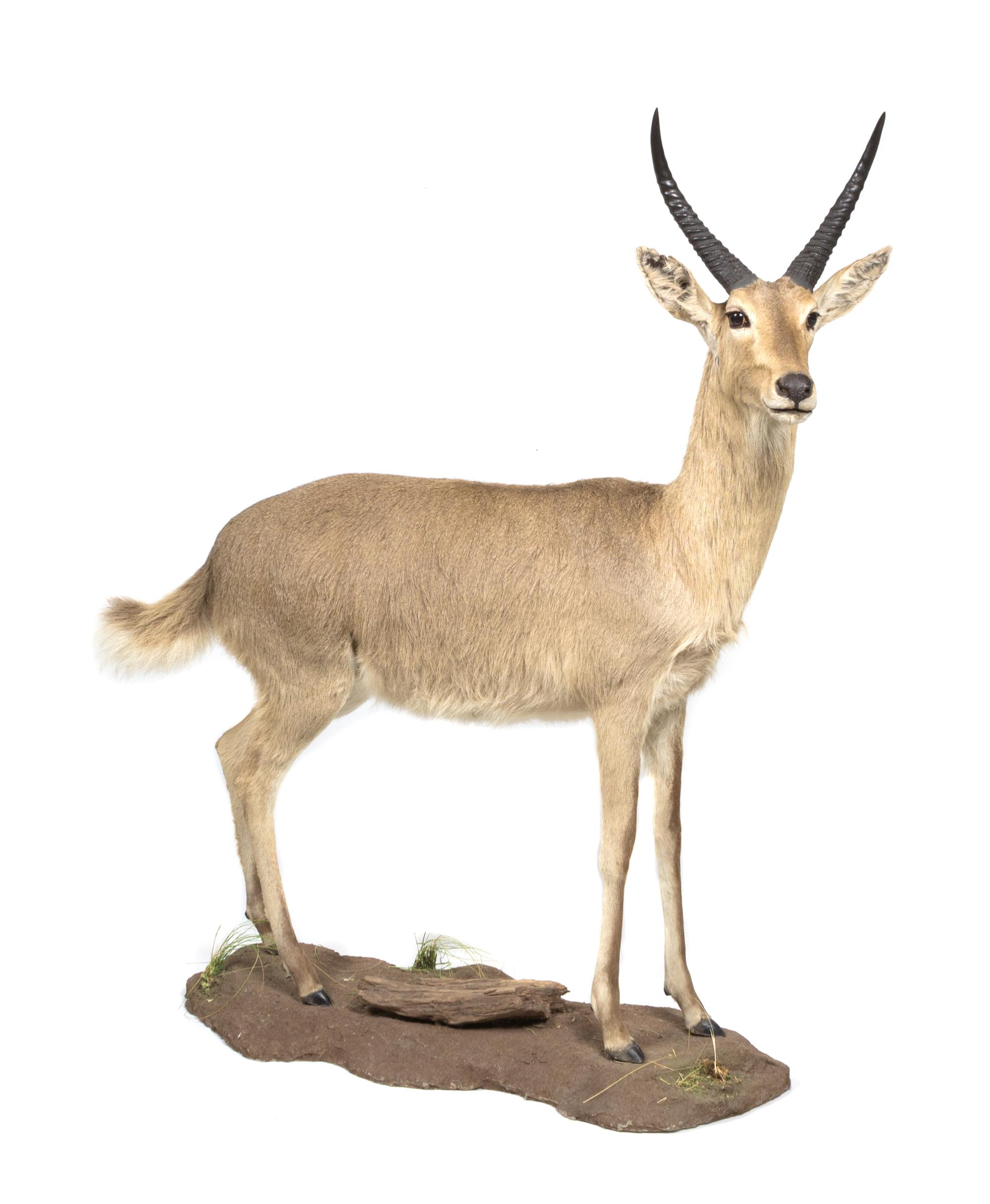 A Full Body Reedbuck Mount