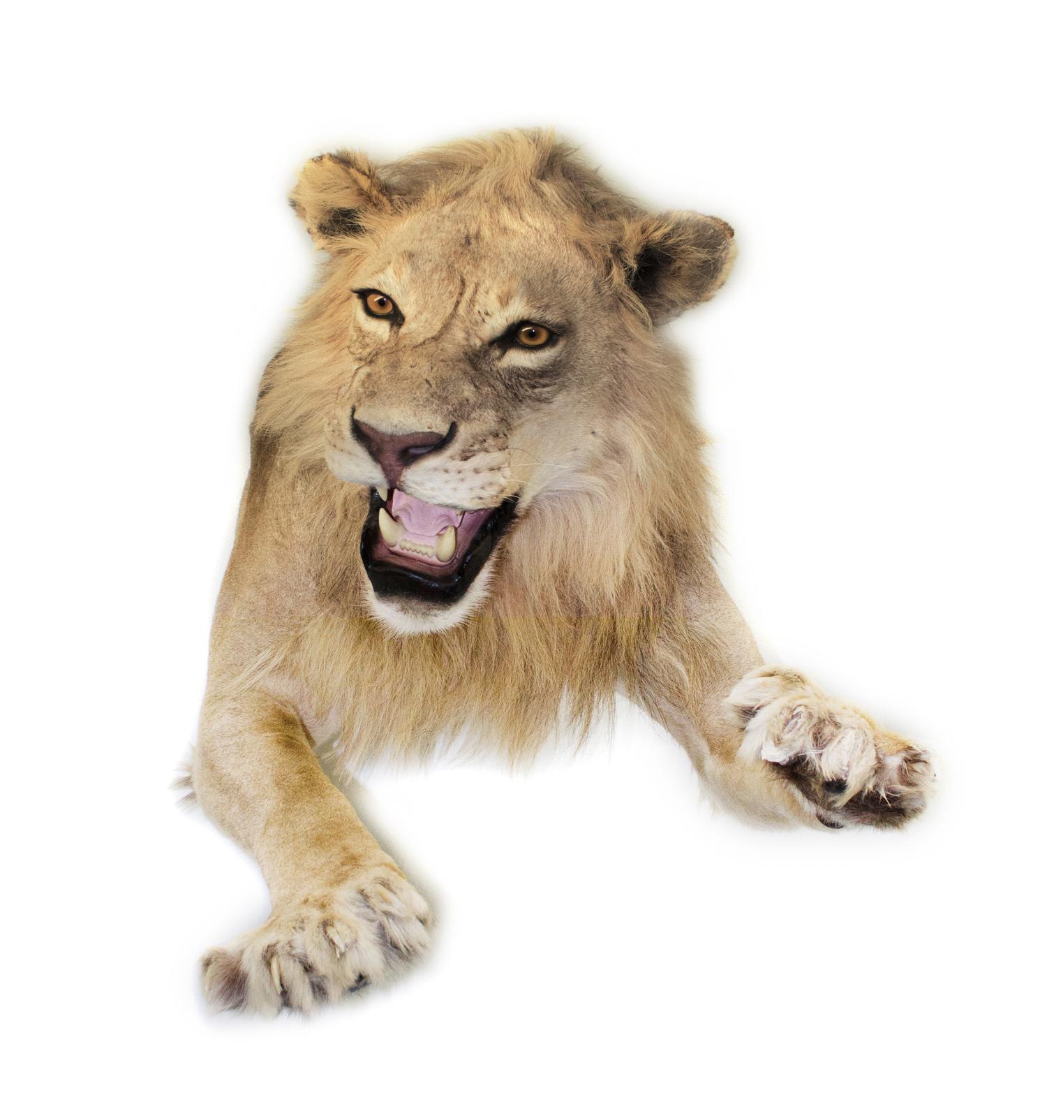A Half Body African Lion Mount
