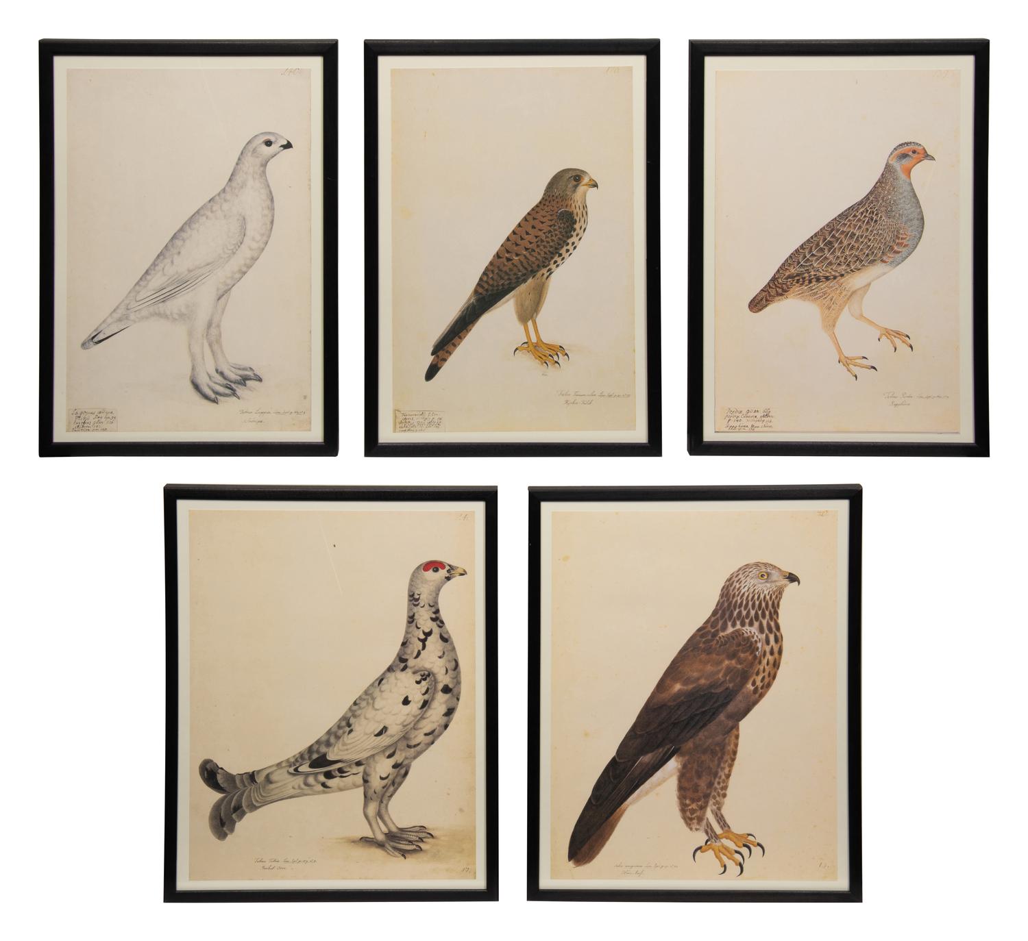 A Set of Five Modern Facsimiles of Engravings Depicting Birds of Prey