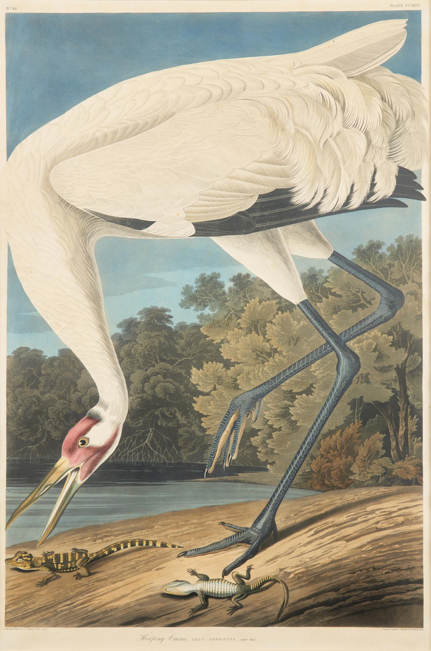 [Prints] Audubon, J(ohn). J(ames). Hooping Crane